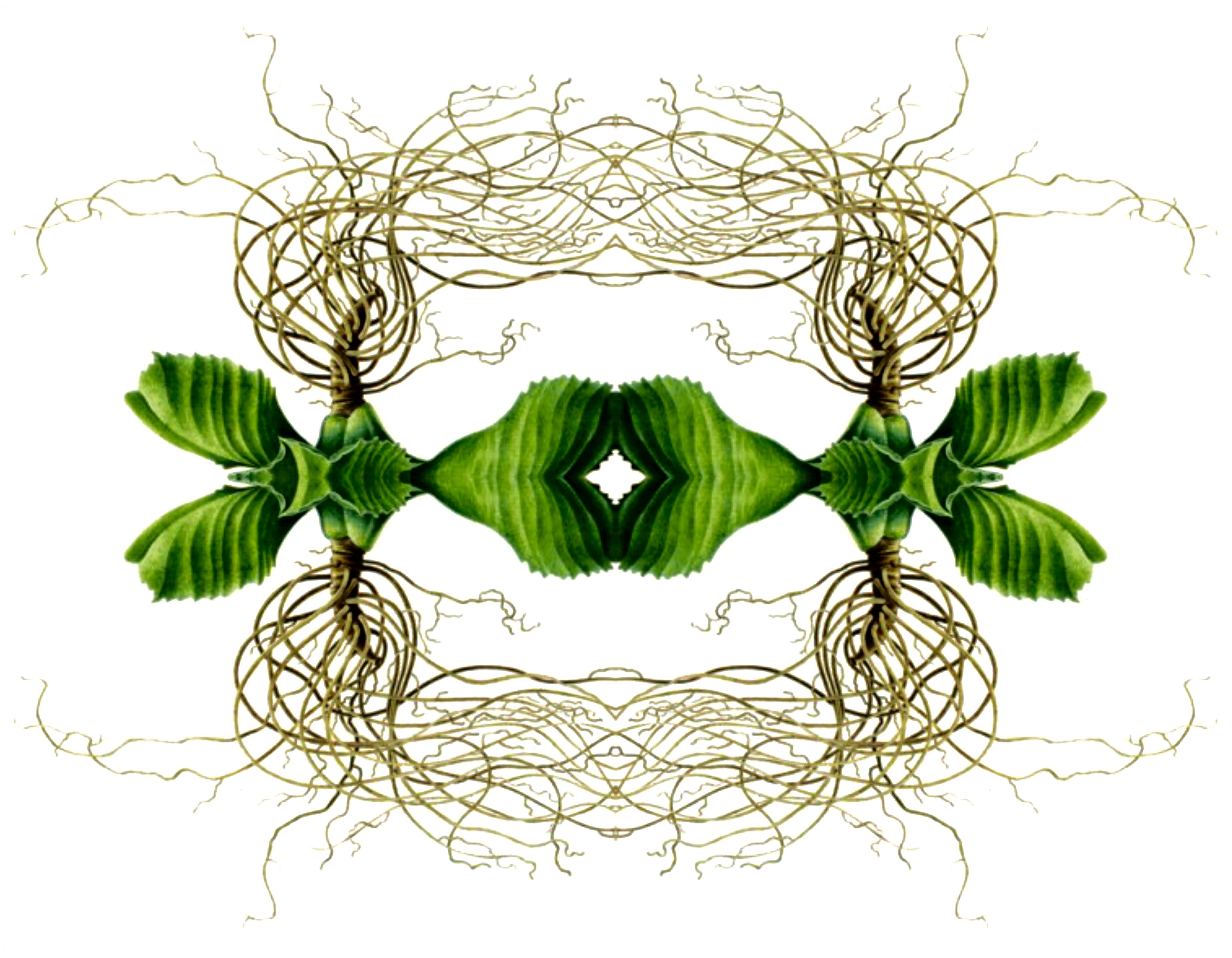 mirrored greenery and winding vines/tendrils